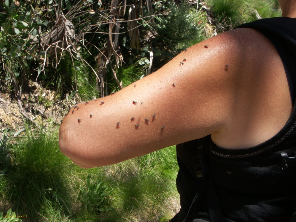 D 199 Kosciusko Park