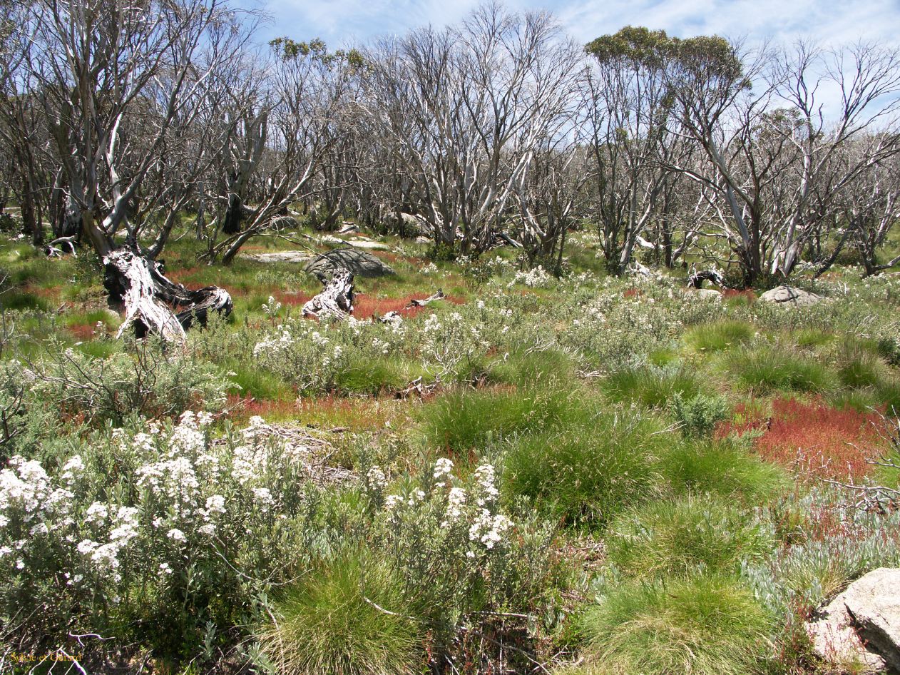 D 201  Kosciusko Park