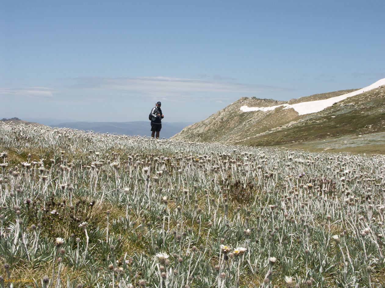 D 209  Kosciusko Park