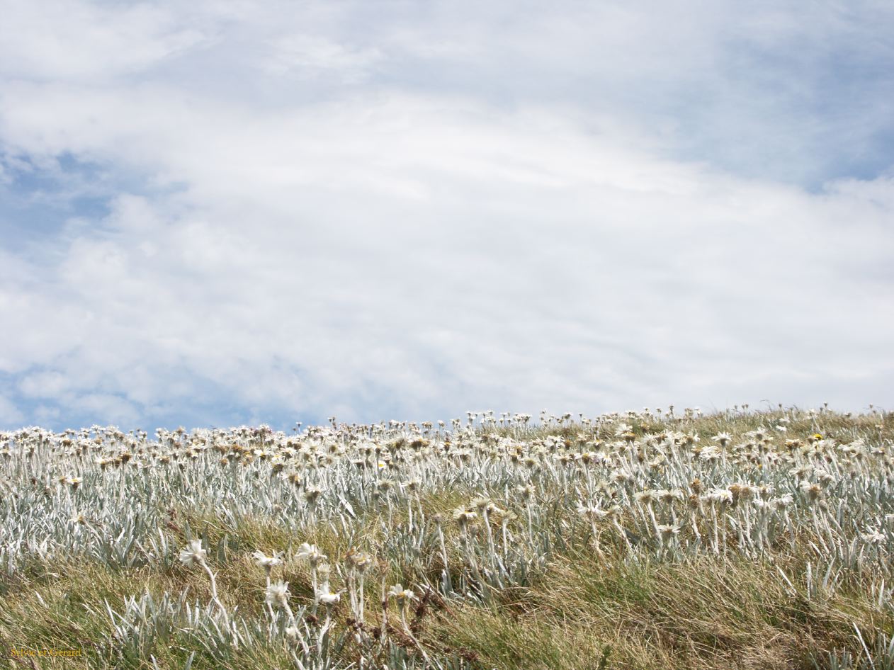 D 217  Kosciusko Park