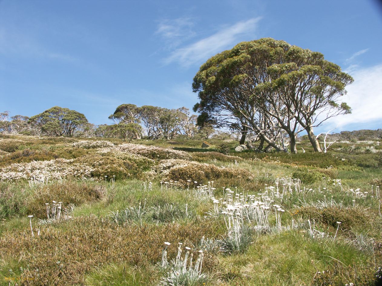 D 220  Kosciusko Park