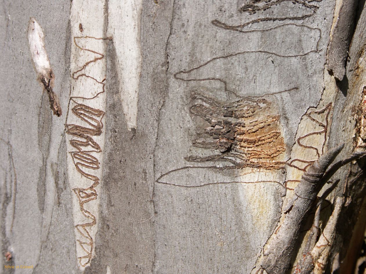 D 224  Kosciusko Park