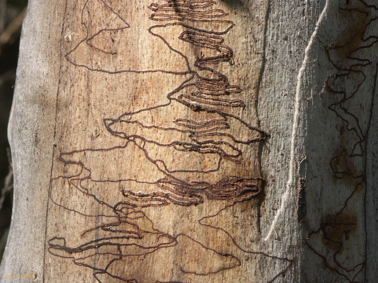 D 225  Kosciusko Park