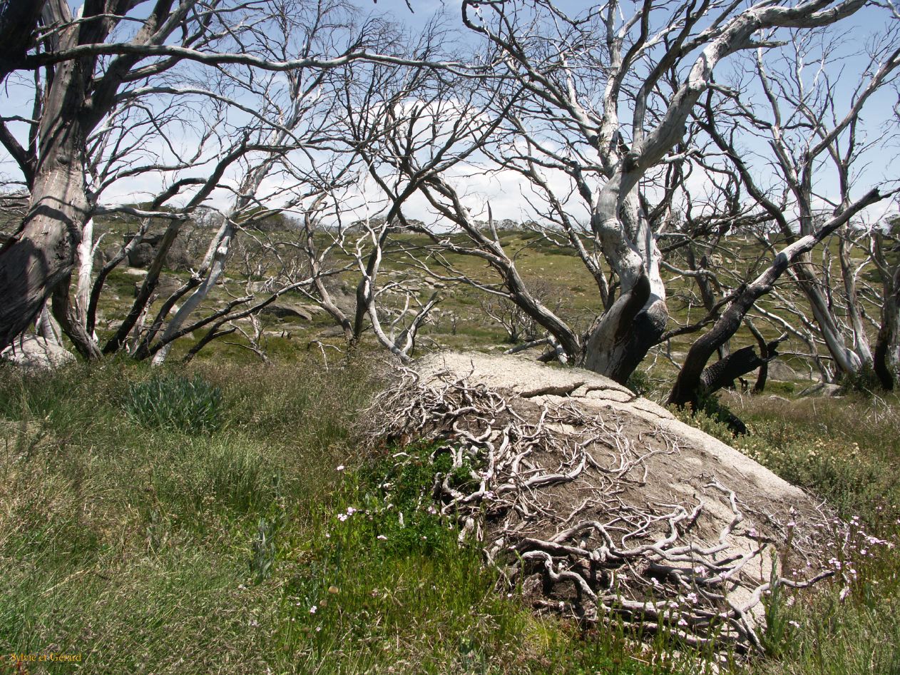 E 006 Kosciusko Park