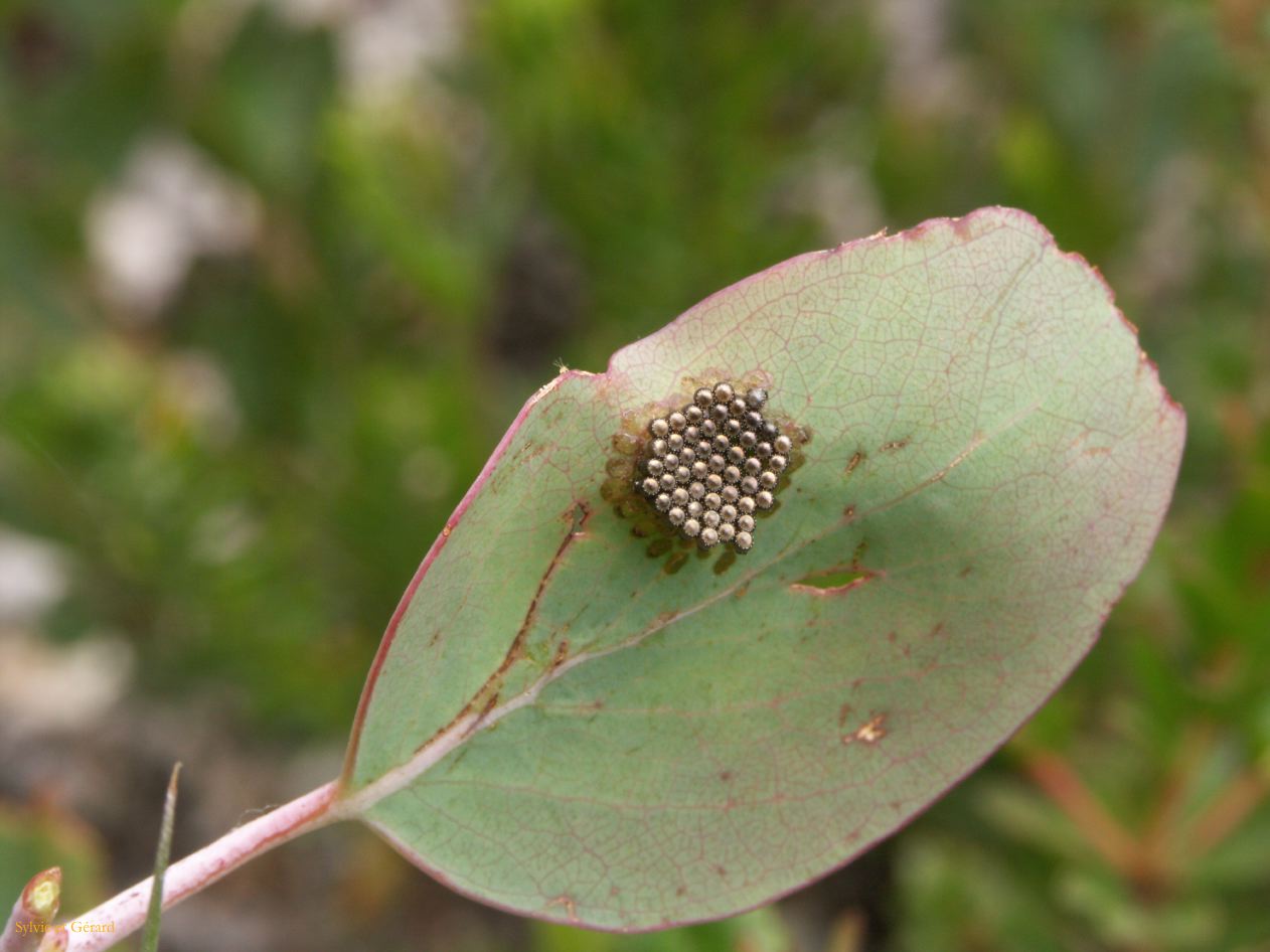 E 015 Alpine National Park