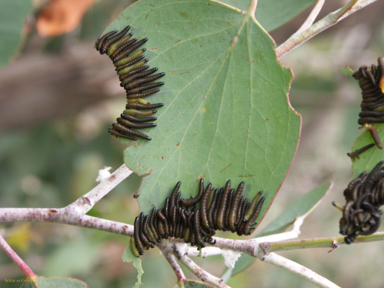 E 016 Alpine National Park