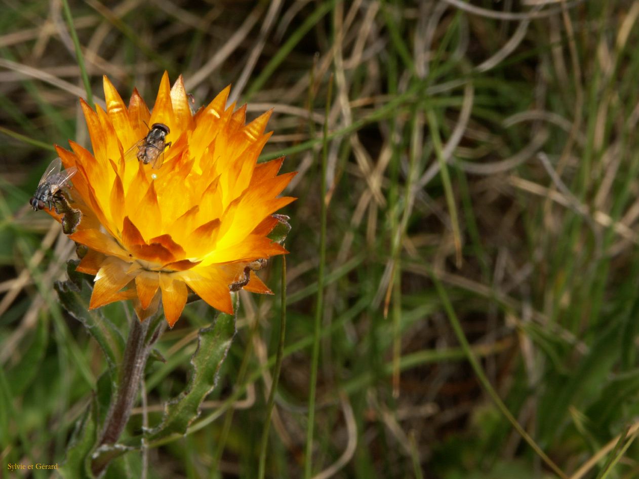 E 021 Alpine National Park