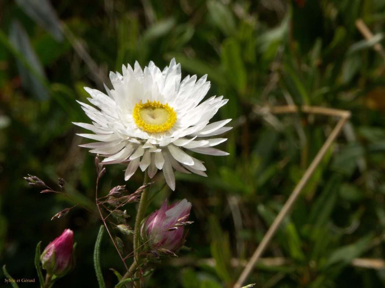 E 024 Alpine National Park