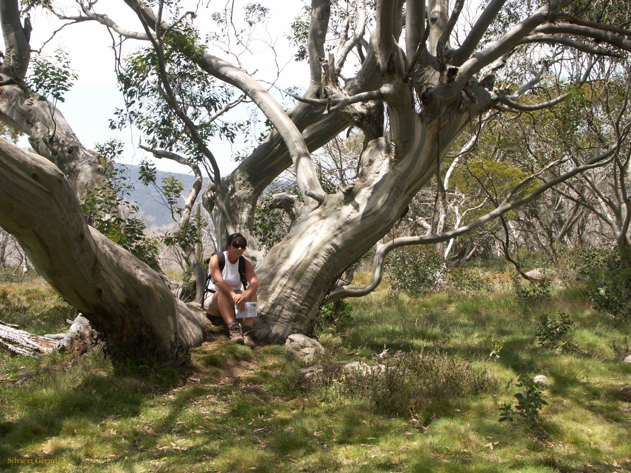 E 028 Alpine National Park