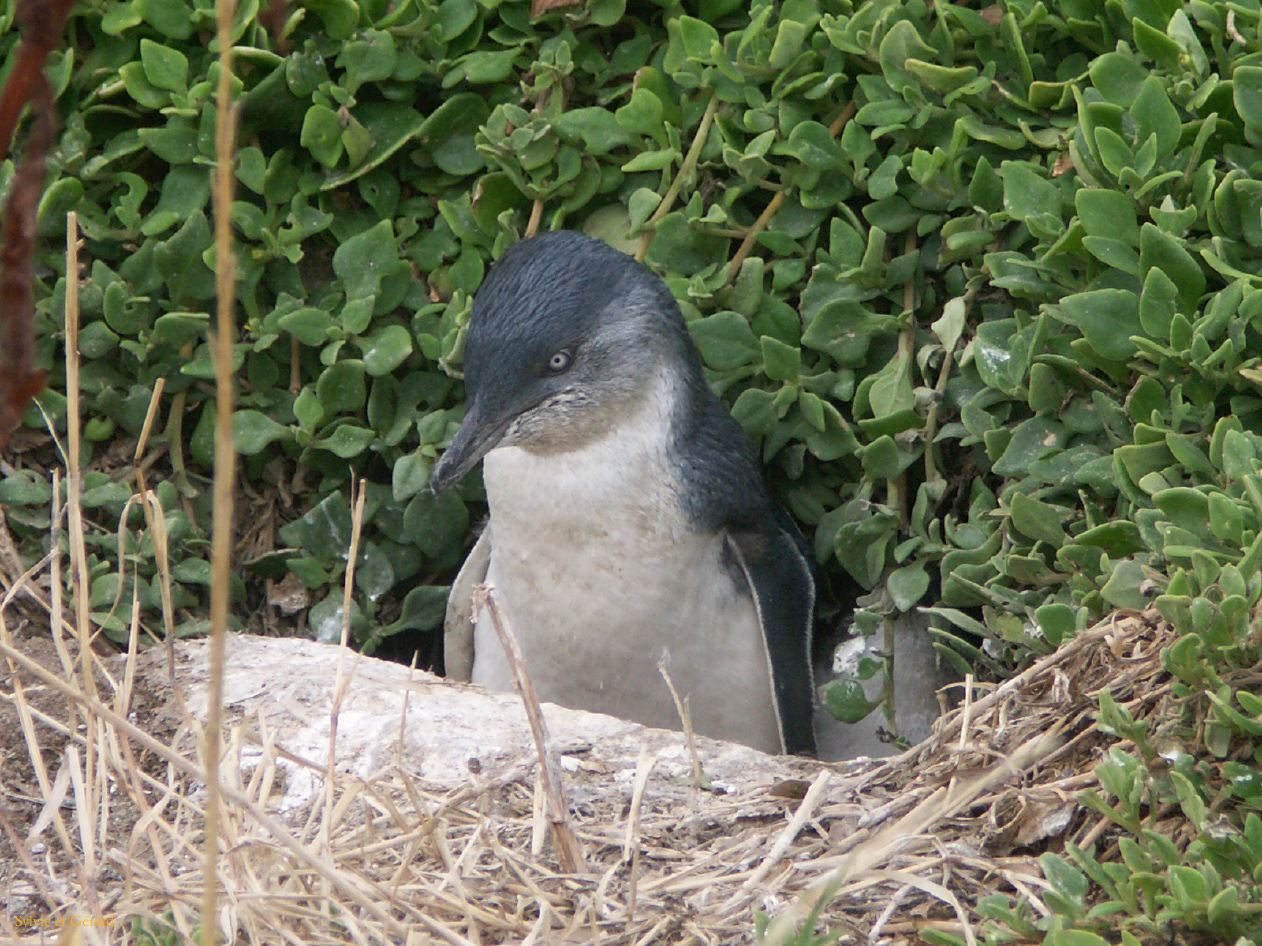 E 059 Philipp Island