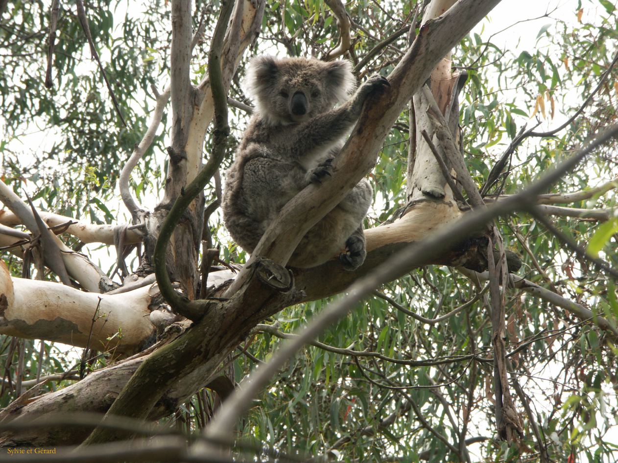 E 062  Philipp Island