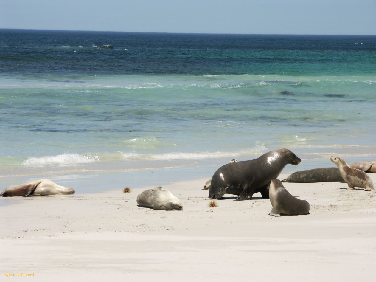 E 114 Kangouroo Island