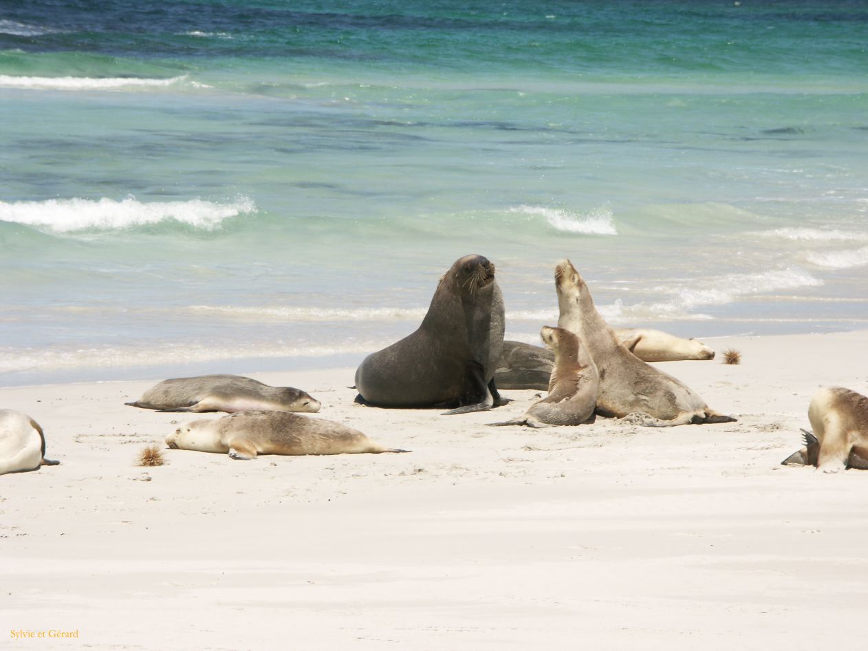 E 115 Kangouroo Island