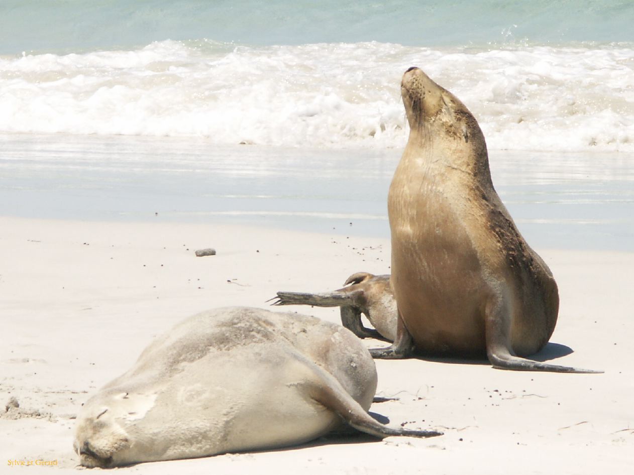 E 116 Kangouroo Island