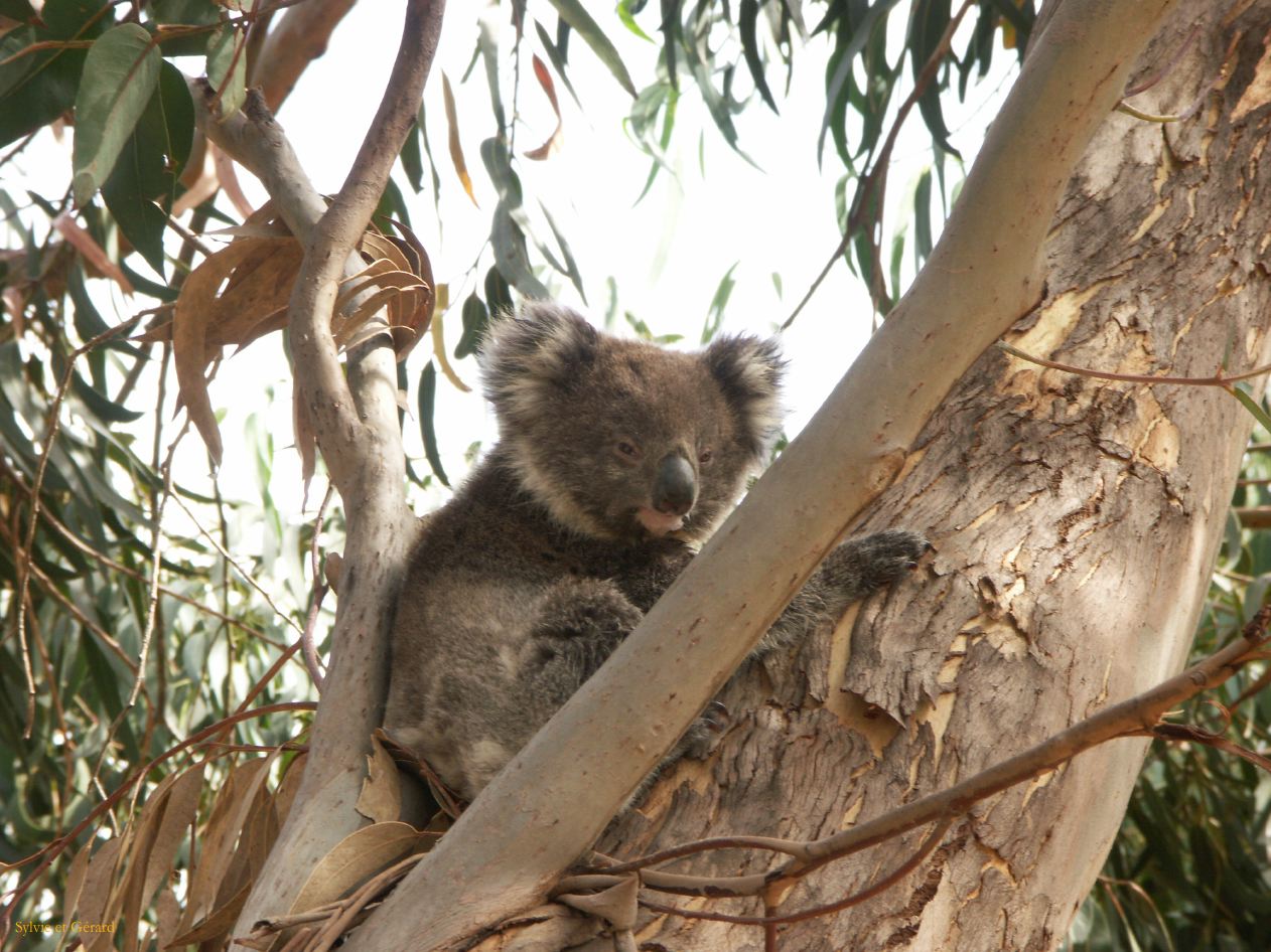 E 121 Kangouroo Island