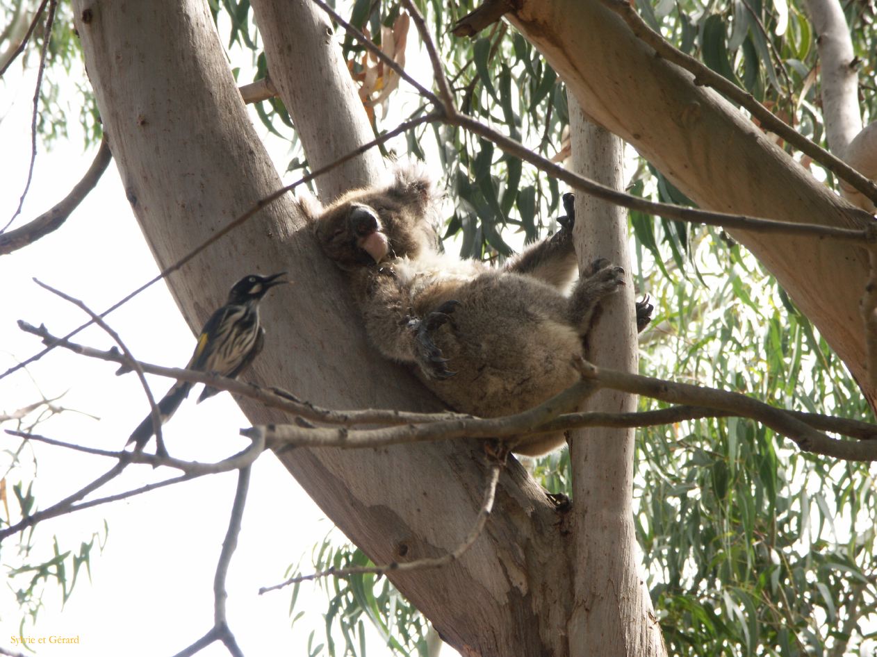 E 123 Kangouroo Island