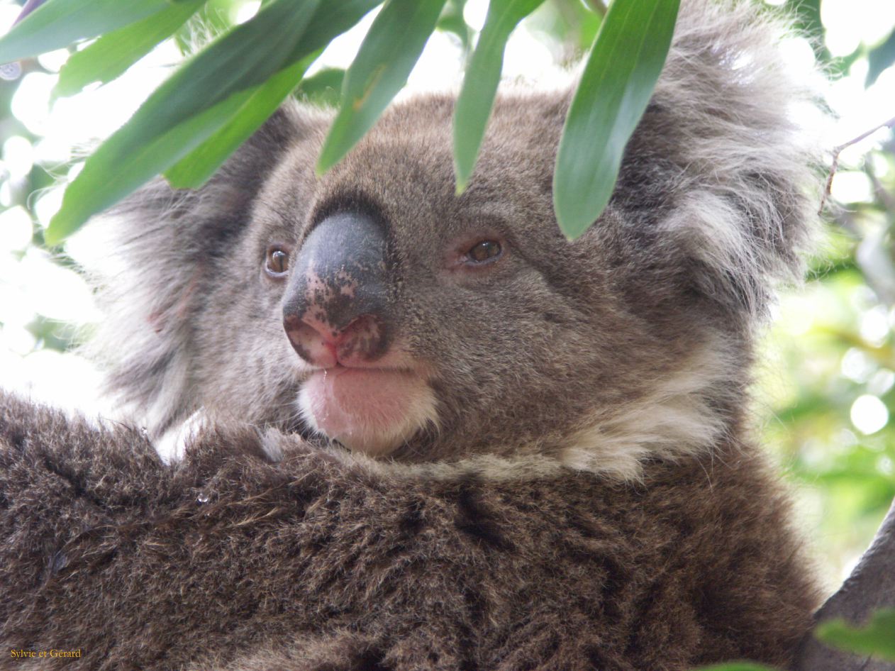 E 124 Kangouroo Island