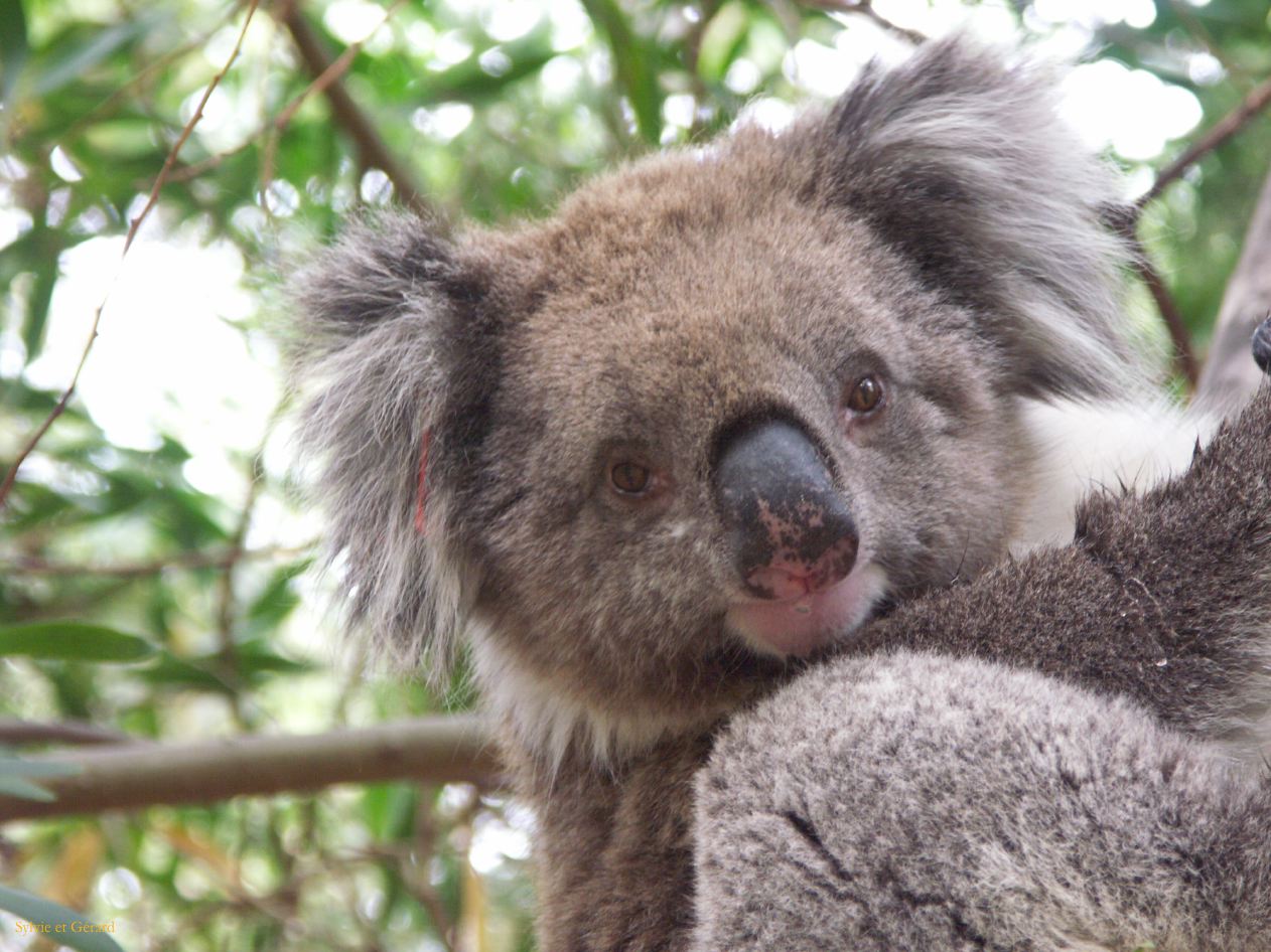 E 125 Kangouroo Island