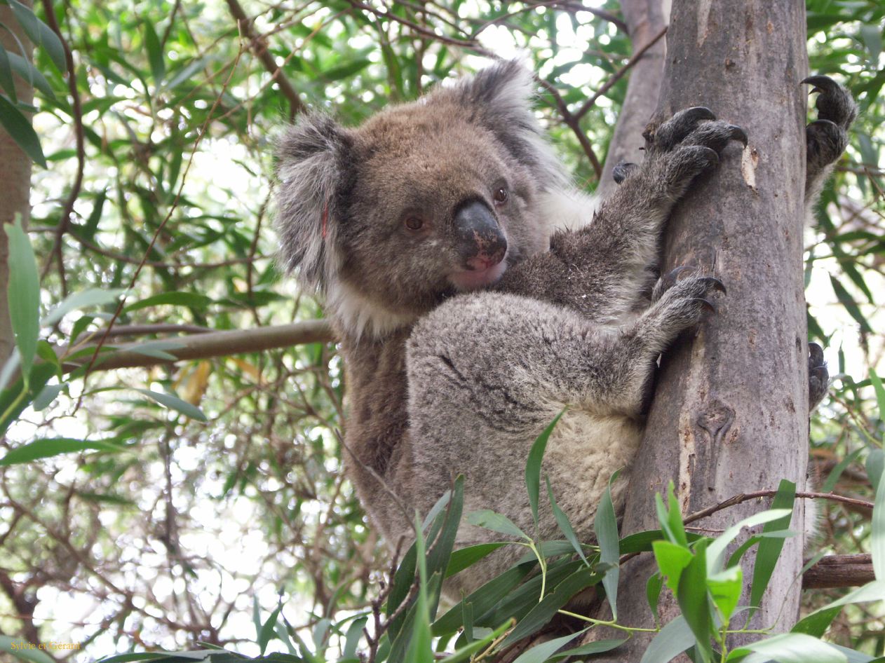 E 126 Kangouroo Island