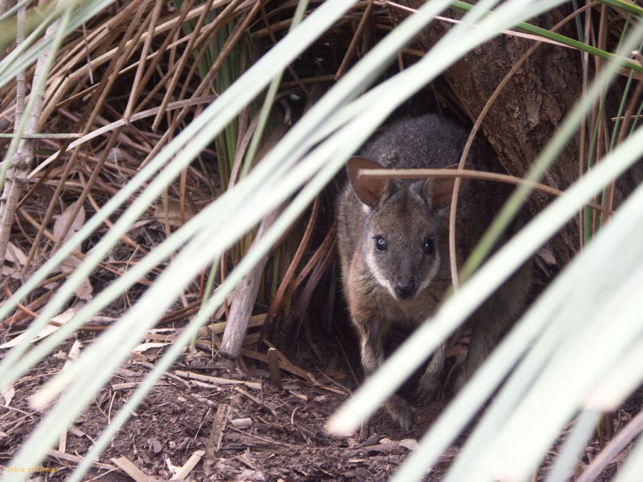 E 127 Kangouroo Island