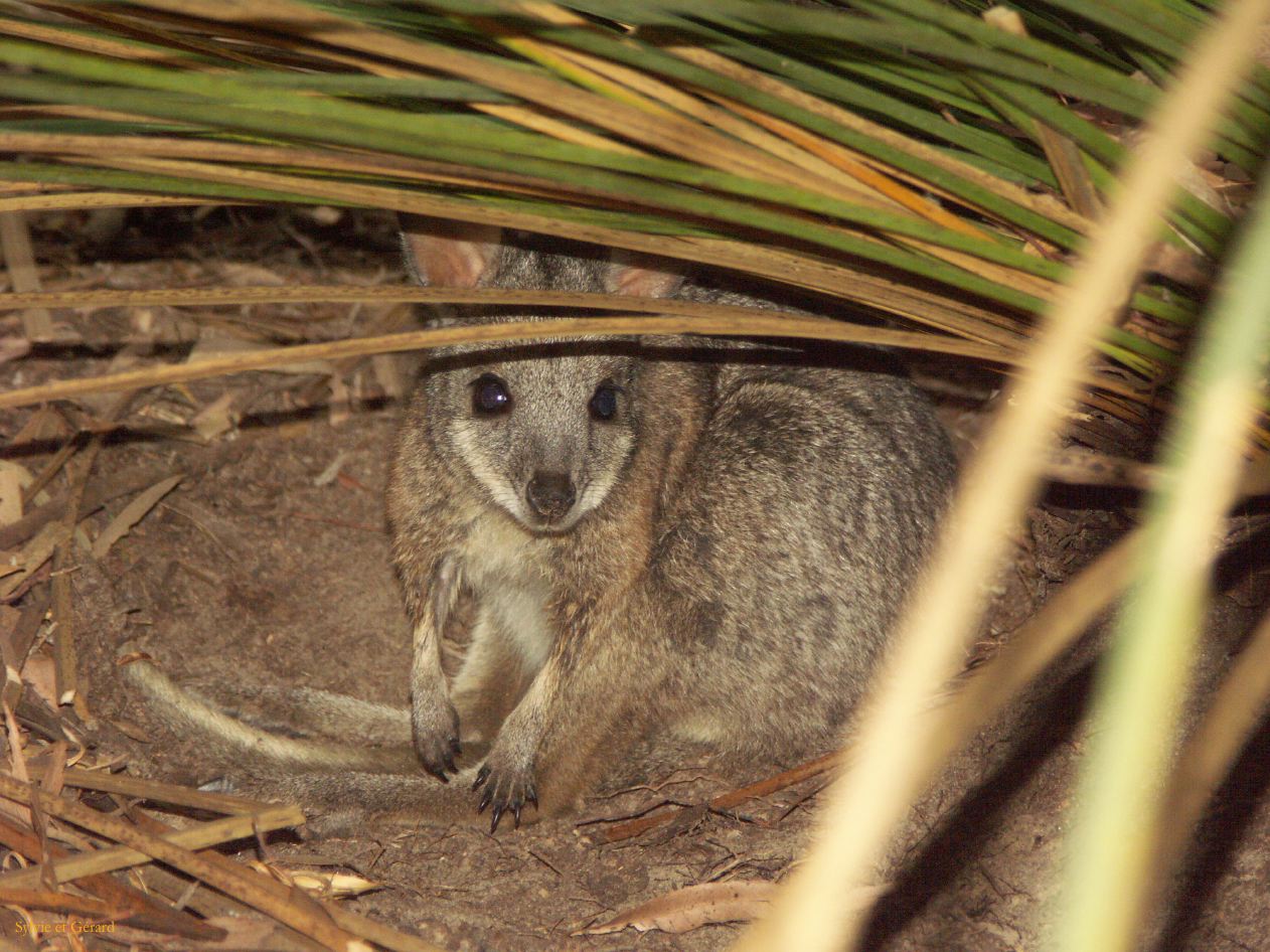 E 128 Kangouroo Island