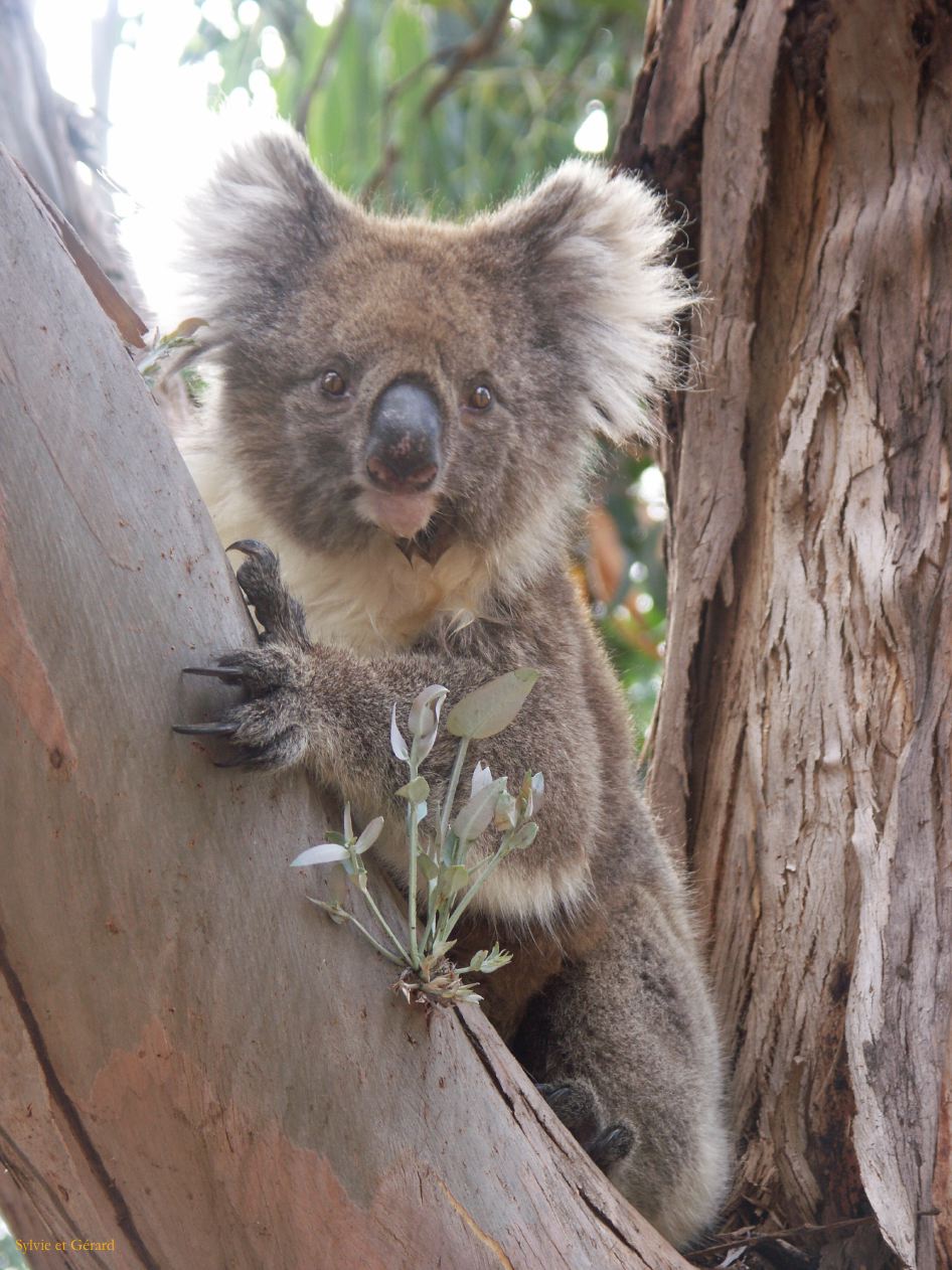 E 129 Kangouroo Island