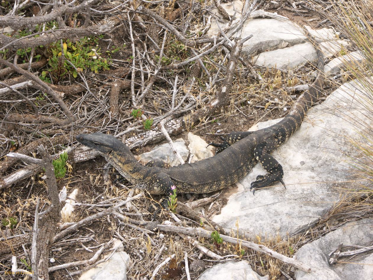 E 136 Kangouroo Island