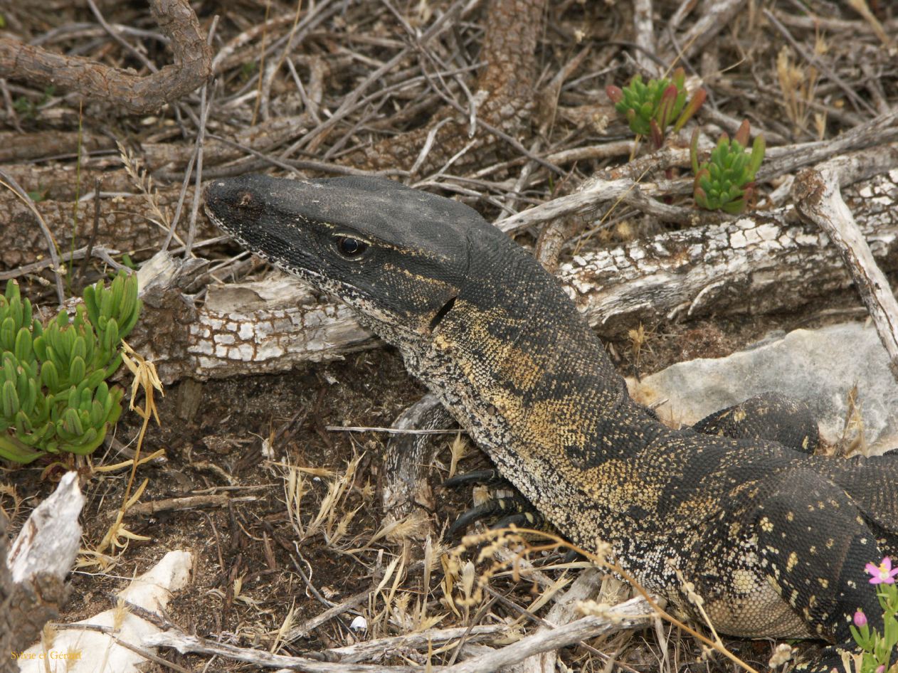 E 137 Kangouroo Island