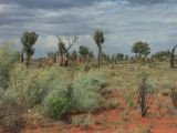 B 216 Ayers Rock