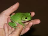 C 042 Froggy