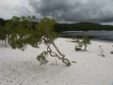 C 226 Fraser Island