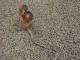Frilled lezard_8