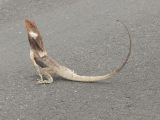 Frilled lezard_37