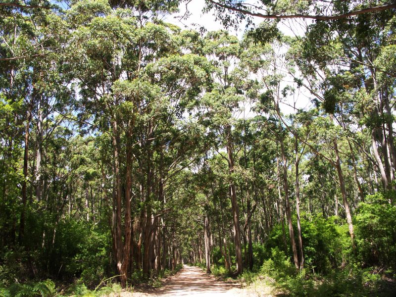 Eucalyptus Margaret River