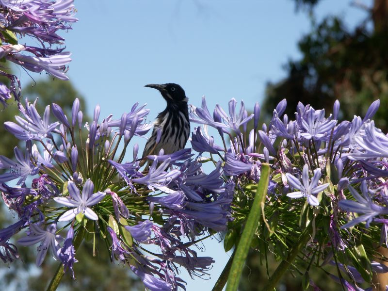 Agapante Margaret River