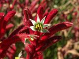 Kangaroo Paws Margaret River