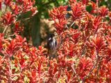 Kangaroo Paws Margaret River