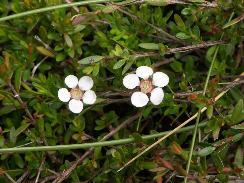 Mount Buffalo National Park