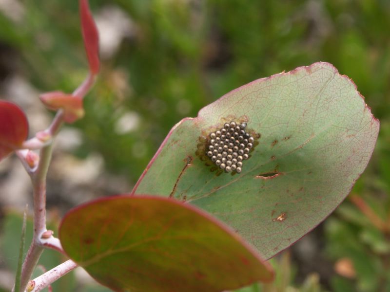 Mount Buffalo National Park