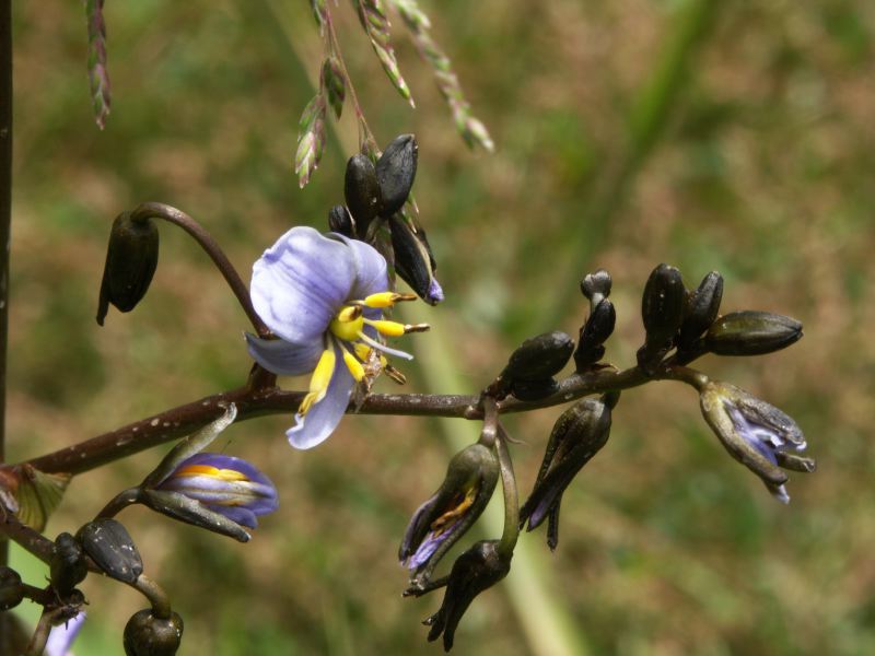 Mount Buffalo National Park
