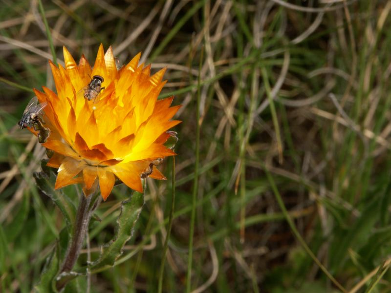 Mount Buffalo National Park