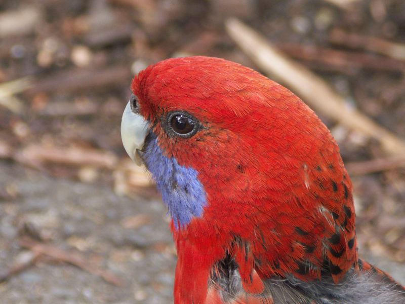 Mount Buffalo National Park