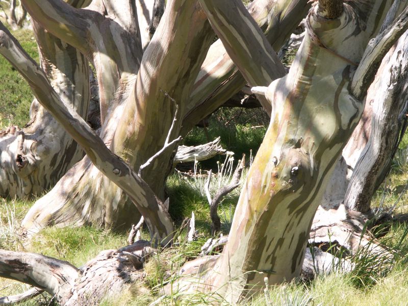 Kosciuszko national park