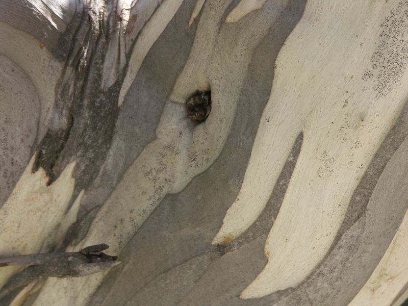 Kosciuszko national park