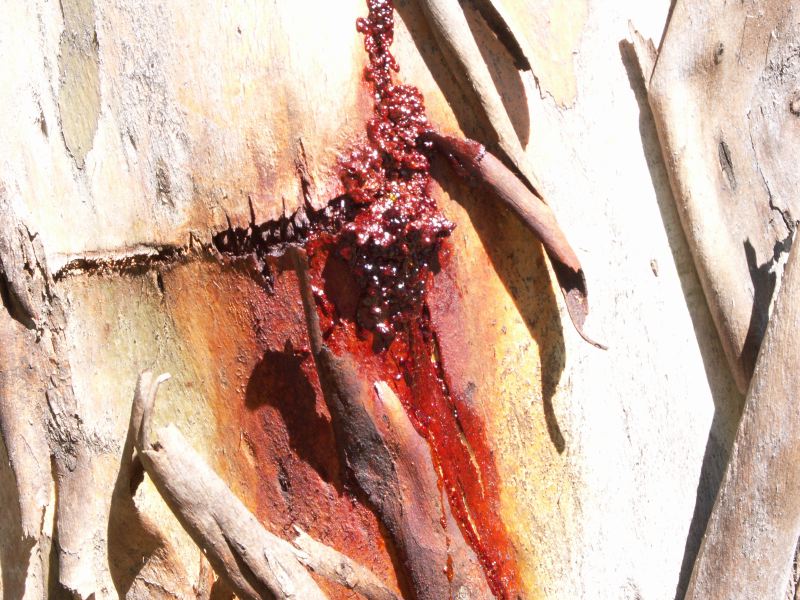 Kosciuszko national park