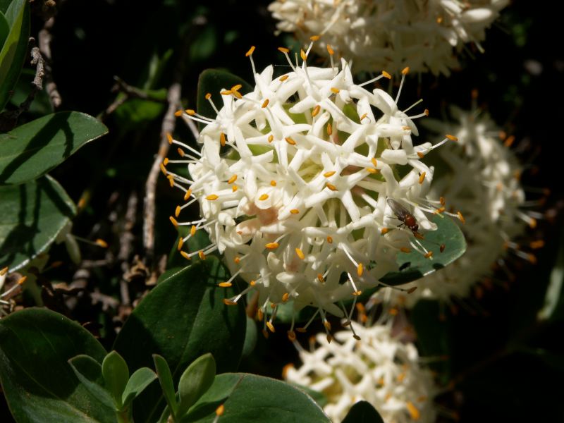 Kosciuszko national park