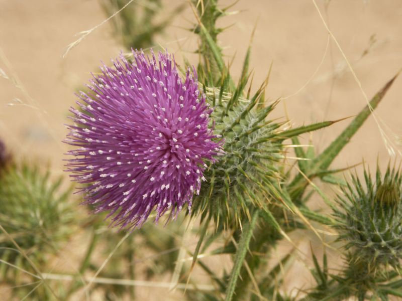 Kosciuszko national park