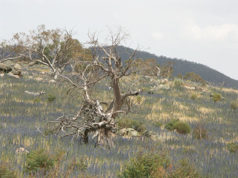 Kosciuszko national park