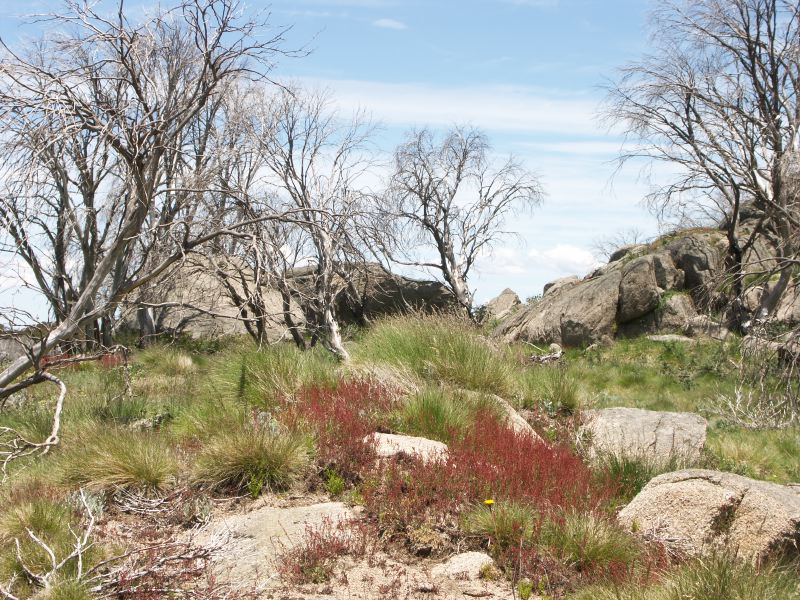 Kosciuszko national park
