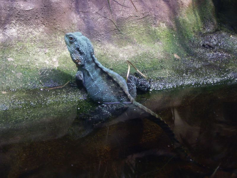 Aquarium Sydney